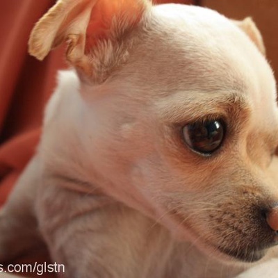 Şerbet Dişi Chihuahua