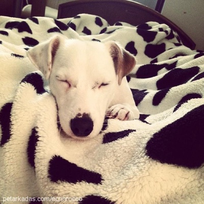 rocco Erkek Jack Russell Terrier
