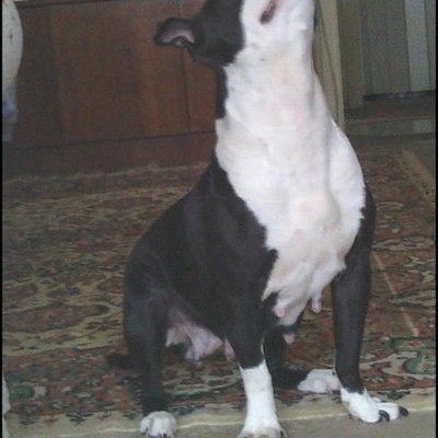 daisy Dişi Amerikan Pitbull Terrier