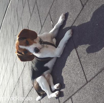 votka Erkek Beagle