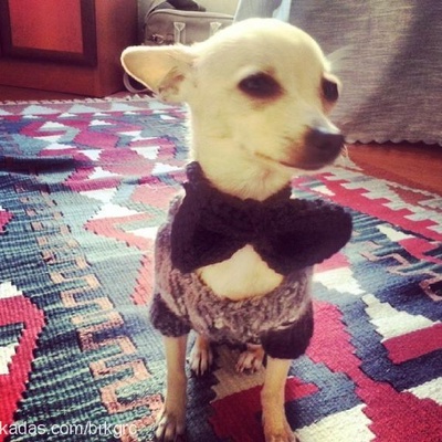 chucky Erkek Chihuahua