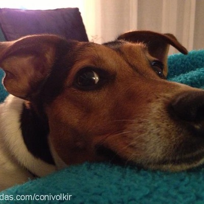 conivolkir Erkek Jack Russell Terrier