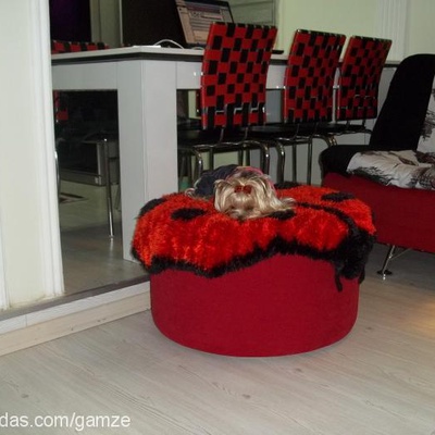 rocco Erkek Yorkshire Terrier