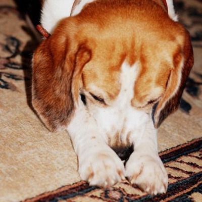 pino Erkek Beagle