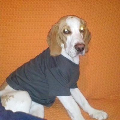 kaju Erkek Beagle