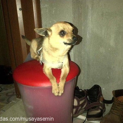 zıpzıp Erkek Chihuahua