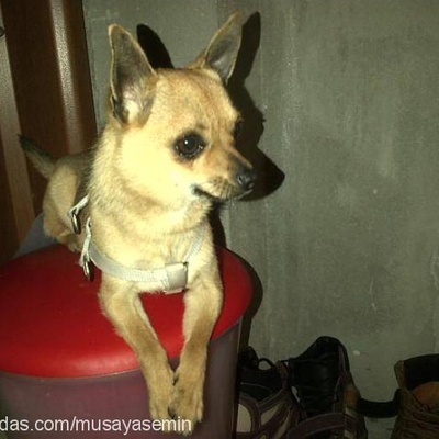 zıpzıp Erkek Chihuahua
