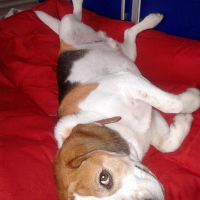 pino Erkek Beagle