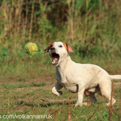 foxibayflay Erkek Jack Russell Terrier