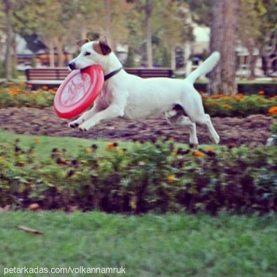 foxibayflay Erkek Jack Russell Terrier