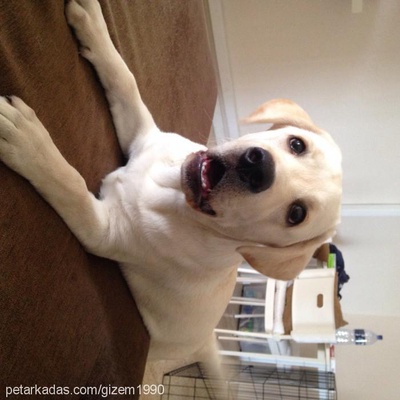mosyo Erkek Labrador Retriever