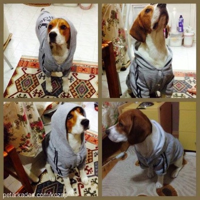 tommy Erkek Beagle