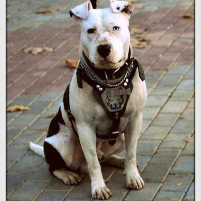 ayaz Erkek Amerikan Pitbull Terrier