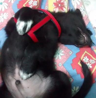 black Erkek Labrador Retriever