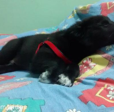 black Erkek Labrador Retriever