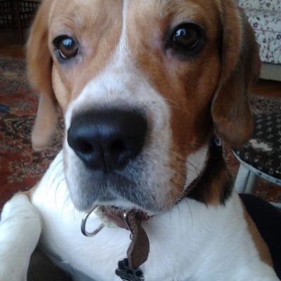 rocky Erkek Beagle