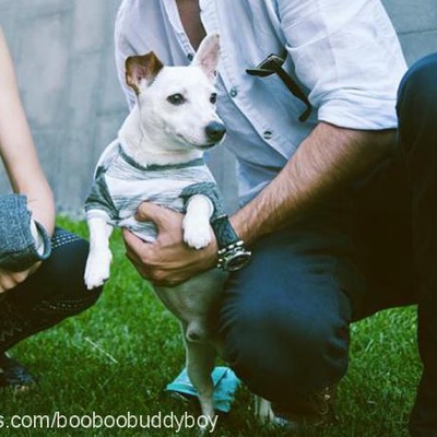 buddy Erkek Jack Russell Terrier
