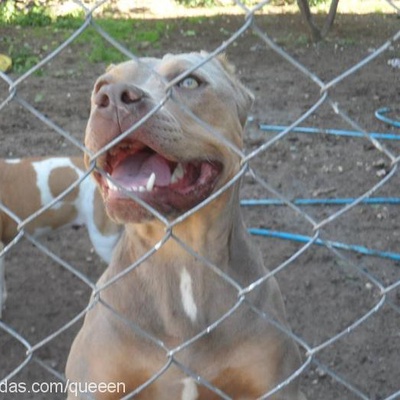 Çamur Dişi Amerikan Pitbull Terrier