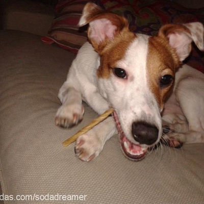 funky Erkek Jack Russell Terrier