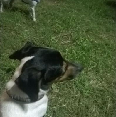 çiçi Erkek Jack Russell Terrier