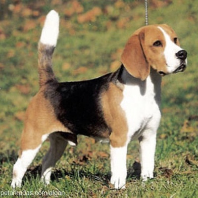 bruno Erkek Beagle