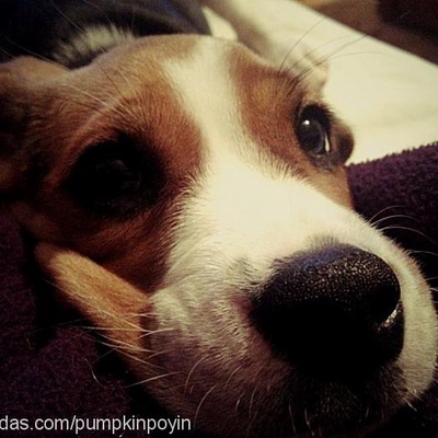 pumpkin Dişi Beagle
