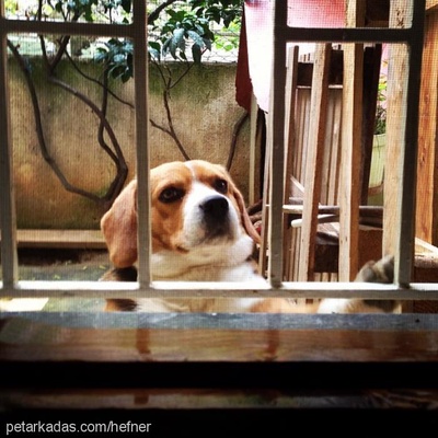 jacob Erkek Beagle