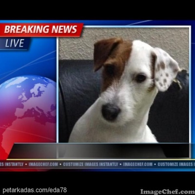 poyraz Erkek Jack Russell Terrier