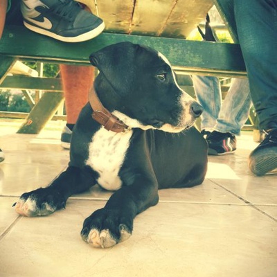 tupac Erkek Amerikan Staffordshire Terrier