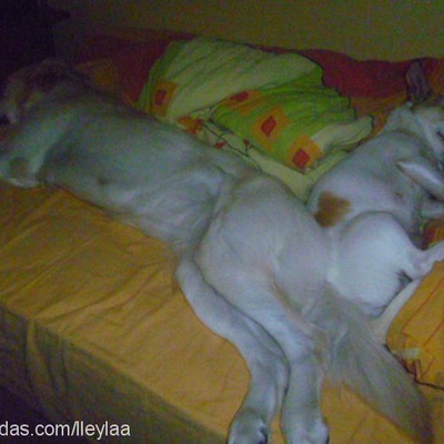 maya Dişi Jack Russell Terrier