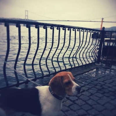 kaİros Erkek Beagle
