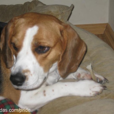 bebişler Erkek Beagle
