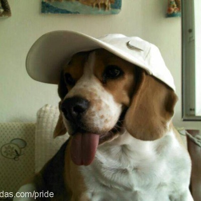 kÖpÜk Dişi Beagle
