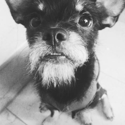 Çiko Erkek Chihuahua