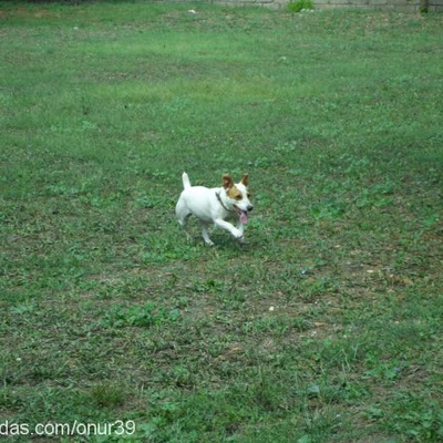 duffy Dişi Jack Russell Terrier