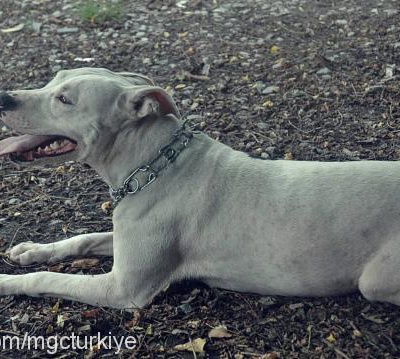 Çitir Dişi Amerikan Pitbull Terrier