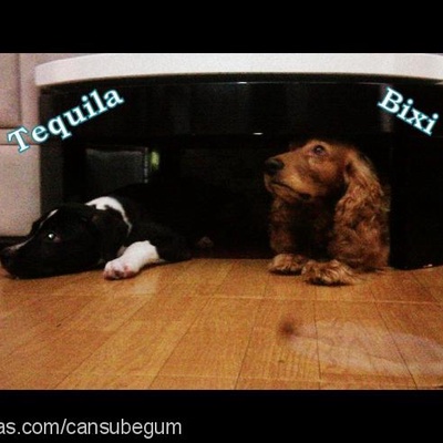 tequila Erkek Amerikan Pitbull Terrier