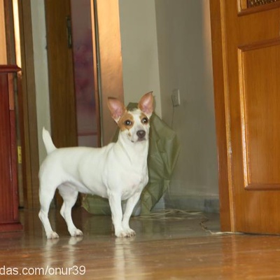 duffy Dişi Jack Russell Terrier