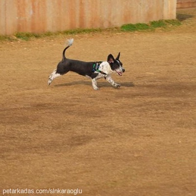 maya Dişi Yorkshire Terrier