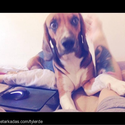 tyler Erkek Beagle