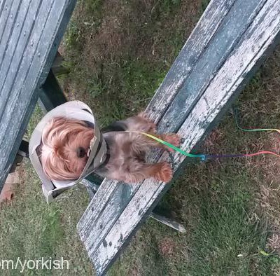 Çapkın Erkek Yorkshire Terrier
