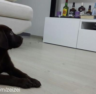 browni Erkek Labrador Retriever