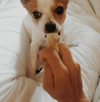 he-man Erkek Chihuahua