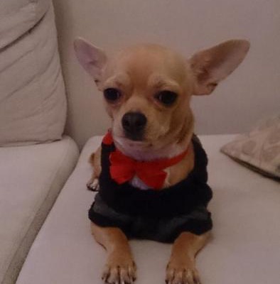 milo Erkek Chihuahua