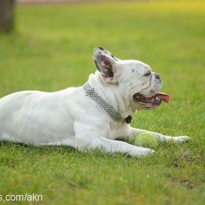 Şişko Dişi Fransız Bulldog