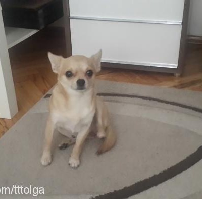 can Erkek Chihuahua