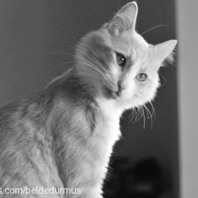 yakışıklıoğlumc Erkek Ankara Kedisi (Angora)