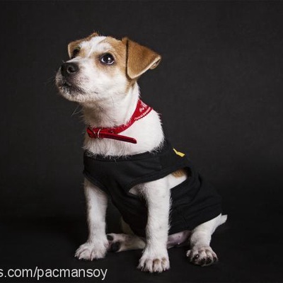 piksel Erkek Jack Russell Terrier