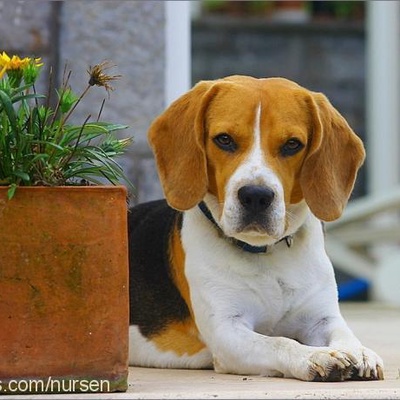 badem... Erkek Beagle