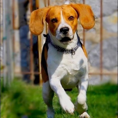 badem... Erkek Beagle